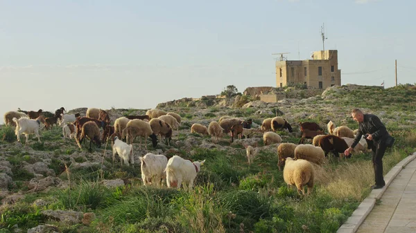 Malta, Dingli Cliffs, I'm with sheep