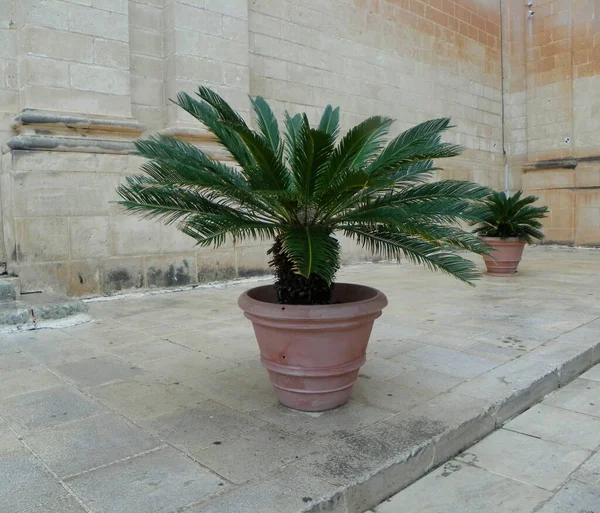 Malta Mdina National Museum Natural History Palm Tree Pot — Fotografia de Stock