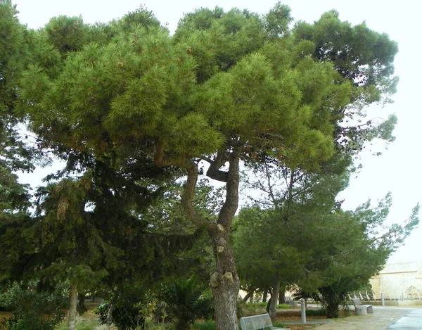 Malta Mdina Howard Gardens Argania Spinosa — Stock Fotó