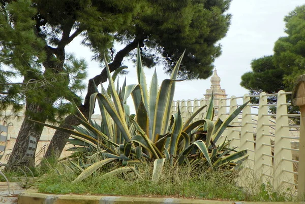 Malta Mdina Howard Gardens Agave Bushes — Stock Fotó