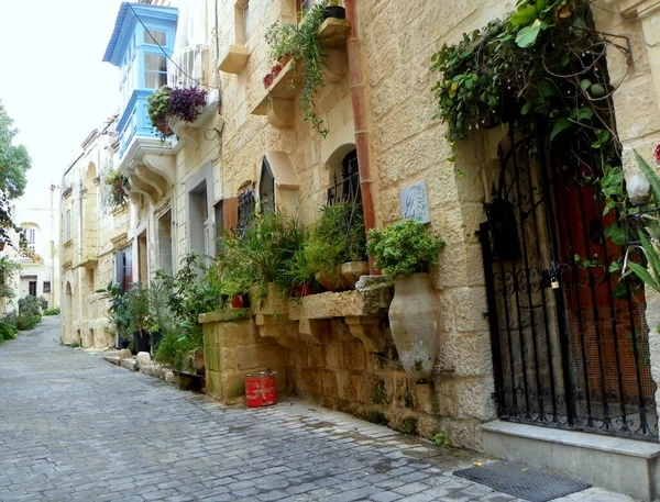 Malta Rabat Flowers Plants Pots — Stok fotoğraf