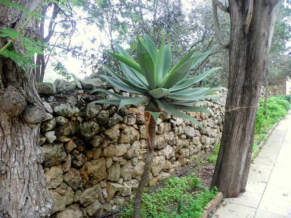 Malta Rabat Agatha Historical Complex Catacombs Stone Fence Palm — Foto Stock