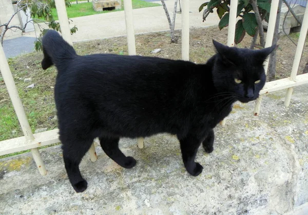 Malta Rabat Black Maltese Cat — Stockfoto