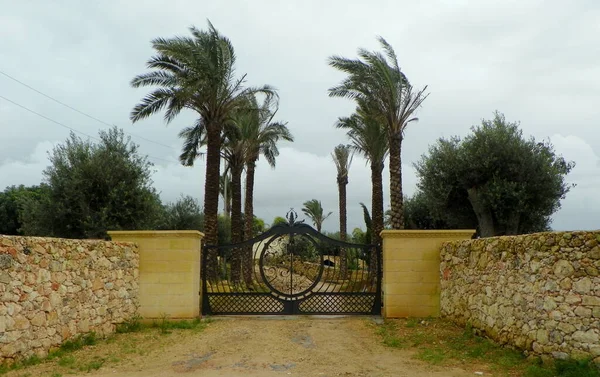 Malta Dingli Forged Gate Palm Trees — 图库照片