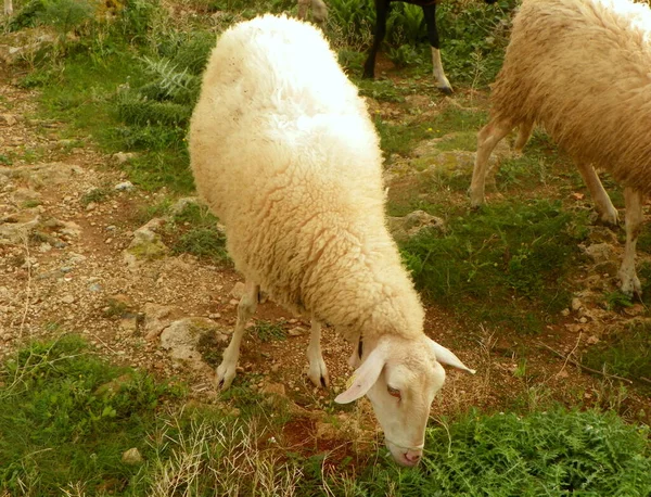 Malta Dingli Cliffs Sheep Pasture — стоковое фото