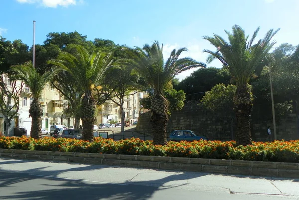 Malta Furjana Triq Nazzjonali Palm Trees Street — Stockfoto