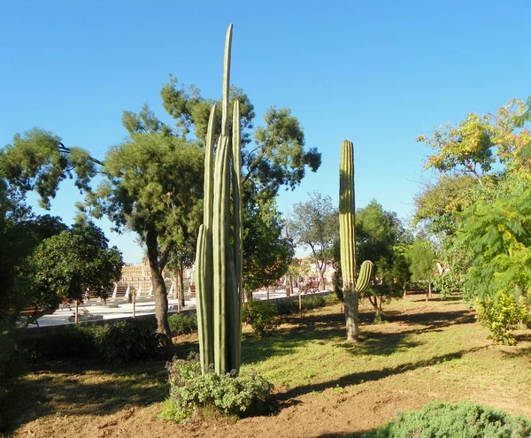 Malta Floriana Furjana Argotti Botanic Gardens Resource Centre Cactus Pachycereus — ストック写真