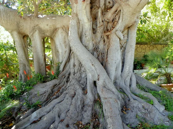 Malta Floriana Furjana Argotti Botanic Gardens Resource Centre Ficus Macrophylla — ストック写真