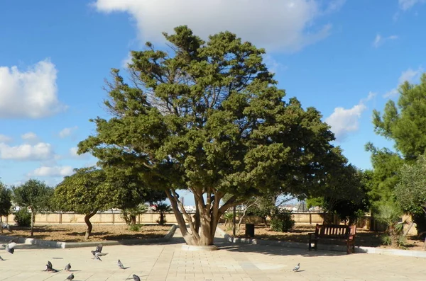 Malta Valletta Hastings Garden Malta Tree — Stock Photo, Image