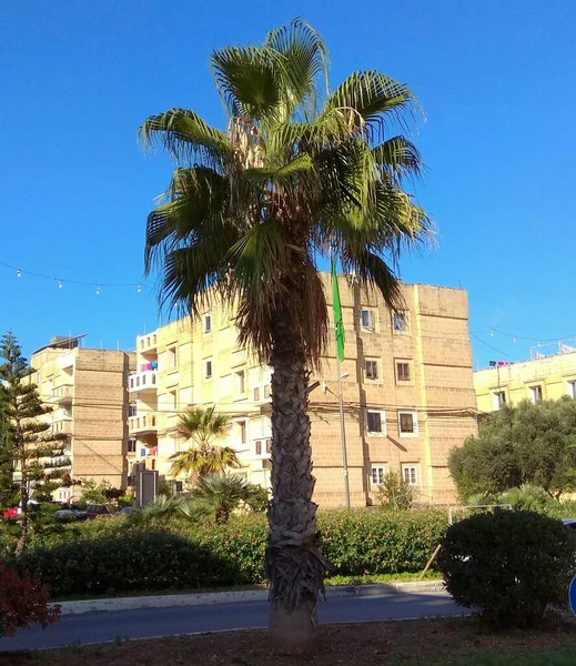 Malta Msida Lone Palm Tree City Center — Stockfoto