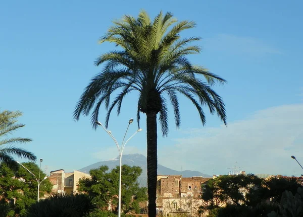 Italy Sicily Catania Palm Background Volcano Etna — Stock Fotó