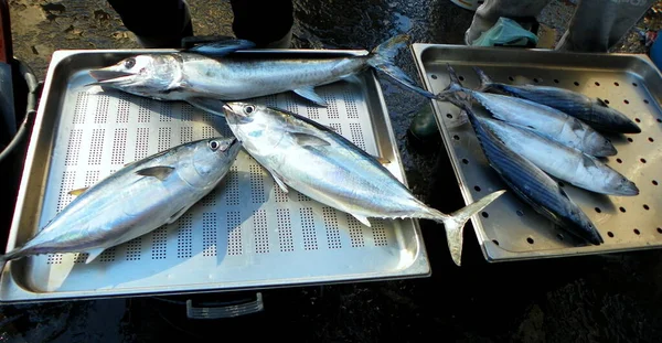 Italy Sicily Catania Fish Market Fish Sale — 图库照片