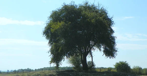 Polska Kraków Kopiec Krakus Wielkie Stare Skrzydlate Drzewo — Zdjęcie stockowe