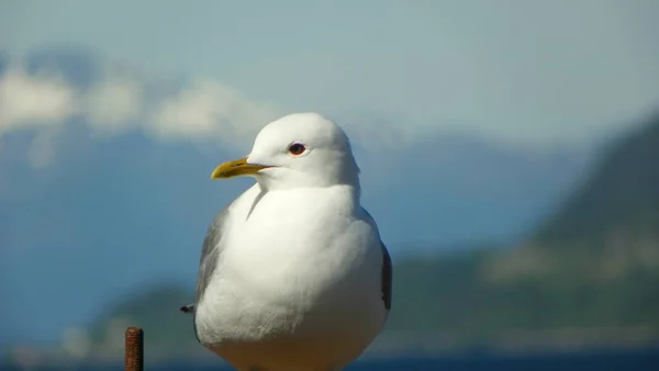 Norway Mre Romsdal County Seagull — стоковое фото