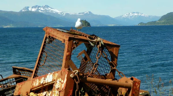 Norway More Romsdal County Ferry Crossing Solsnes Afarnes Seagull Scrap — Stock Photo, Image