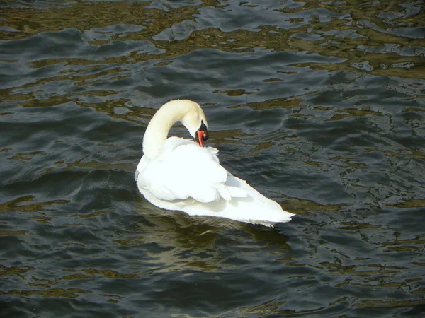 スウェーデン ストックホルム 水上フィヨルドの白鳥 — ストック写真
