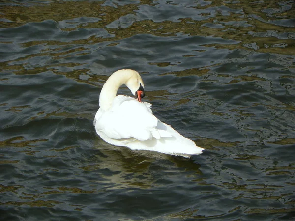 Schweden Stockholm Schwan Fjord — Stockfoto