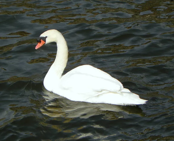 Suède Stockholm Cygne Sur Fjord Eau — Photo