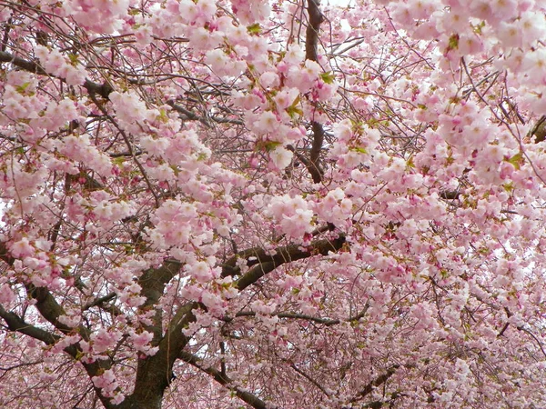 Sweden Stockholm Cherry Blossom Trees King Garden Kungstradgarden — Stock Photo, Image