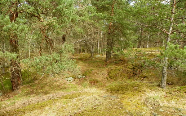 Suécia Estocolmo Ilha Djurgarden Floresta Escandinava — Fotografia de Stock