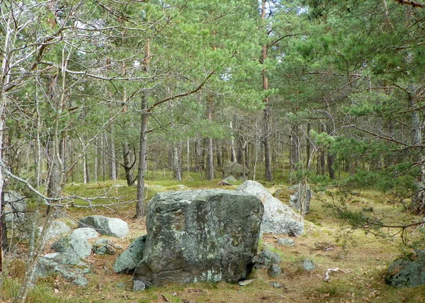 Schweden Stockholm Djurgarden Island Findlinge Und Schwedischer Wald — Stockfoto
