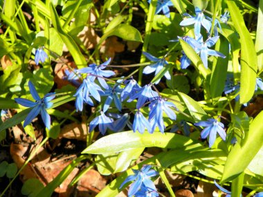 İsveç, Stockholm, Curgarden Adası, çuha çiçeği