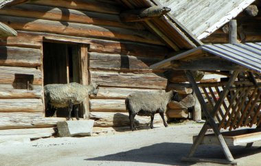 İsveç, Stockholm, Curgarden Adası, Skansen, fırın ve birahaneler, iki koyun