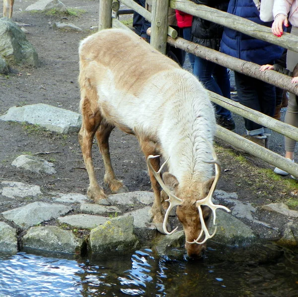 Sveç Stockholm Djurgarden Adası Skansen Ren Geyiği — Stok fotoğraf