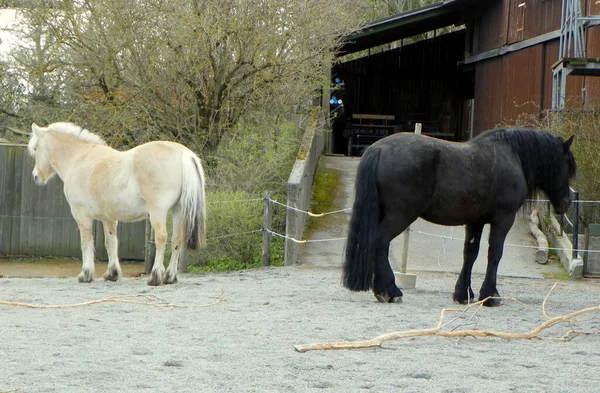 Suecia Estocolmo Djurgarden Island Skansen Caballo Blanco Negro —  Fotos de Stock