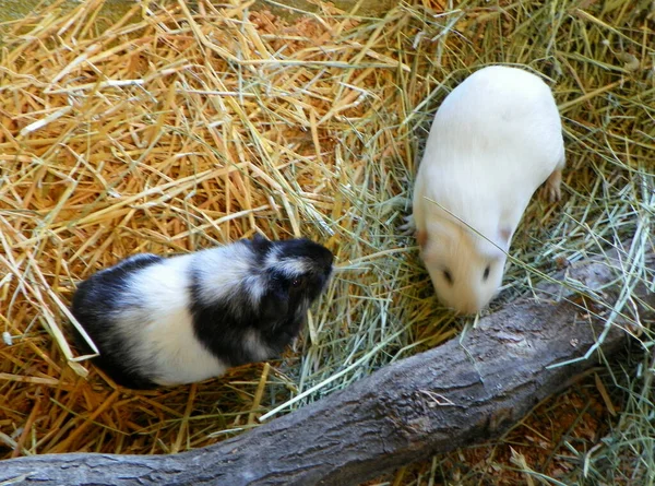 Sveç Stockholm Curgarden Adası Skansen Iki Kobay — Stok fotoğraf