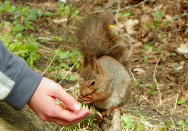 Squirrel Djurgarden Island Stockholm Sweden — 스톡 사진