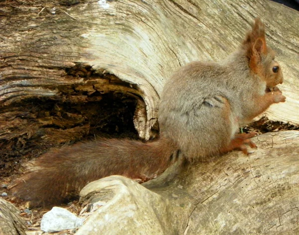 Squirrel Djurgarden Island Stockholm Sweden Squirrel Nature Hazelnut — Φωτογραφία Αρχείου