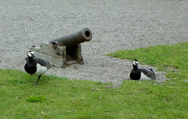 Szwecja Sztokholm Skansen Skansen Skansen Skansen Armata Kaczka Dziedzińcu Dworu — Zdjęcie stockowe