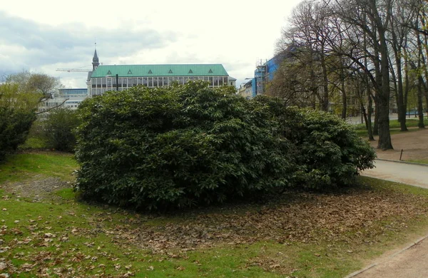 Norwegen Oslo Schlosspark Büsche Herbstpark — Stockfoto