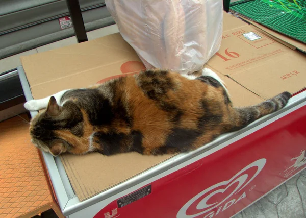 土耳其伊斯坦布尔Kazanci Yks睡着了五彩斑斓的猫 — 图库照片