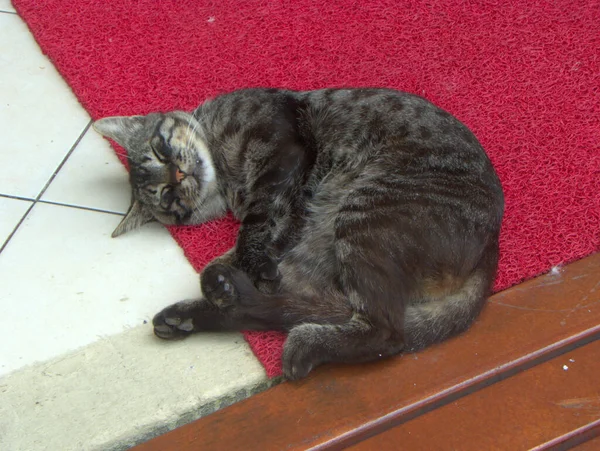 Turchia Isola Buyukada Gatto Che Dorme Tappeto Rosso — Foto Stock