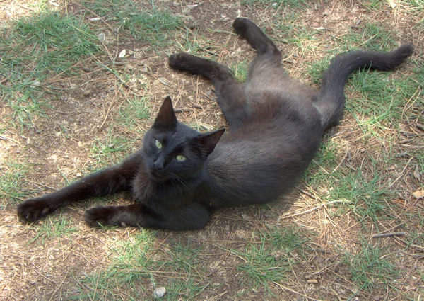 土耳其 Buyukada岛 度假的黑猫 — 图库照片