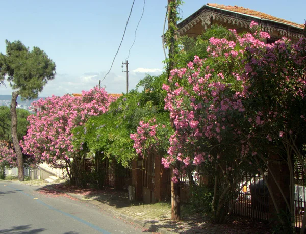 Turquia Ilha Buyukada Arbustos Com Rosas Longo Rua — Fotografia de Stock
