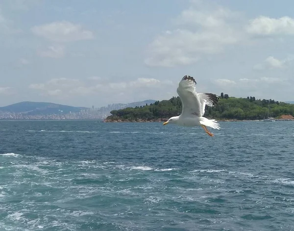 Turkey Istanbul Ferry Kabatas Station Prince Islands Seagull Flight — Stock Photo, Image