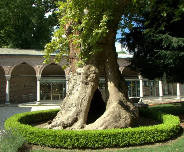 Τουρκία Ιστανμπούλ Cankurtaran Παλάτι Τοπκαπί Κούφιο Δέντρο Στην Τρίτη Αυλή — Φωτογραφία Αρχείου