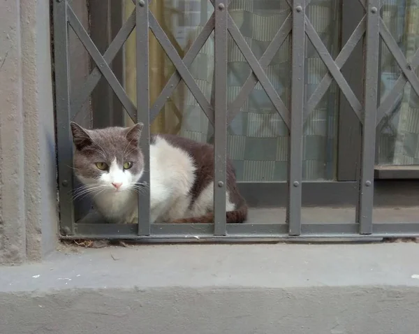 Τουρκία Κωνσταντινούπολη Γάτα Στο Παράθυρο Πίσω Από Κάγκελα — Φωτογραφία Αρχείου