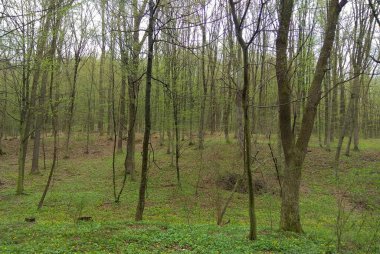 Ukrayna, Khmilnyk, bahar ormanlarının doğası.