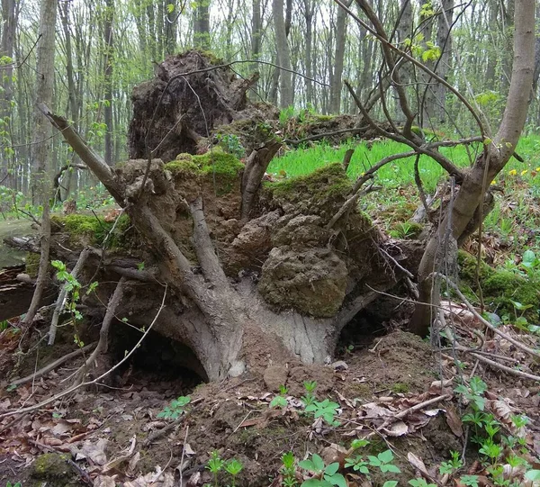 Ukraine Khmilnyk Uprooted Tree Spring Forest — Stock Photo, Image