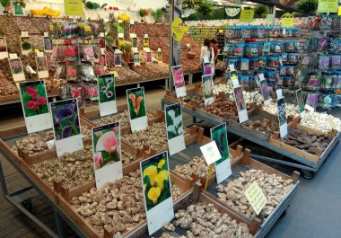 Hollanda, Amsterdam, 498 Singel, Bloemenmarkt, piyasadaki mallar