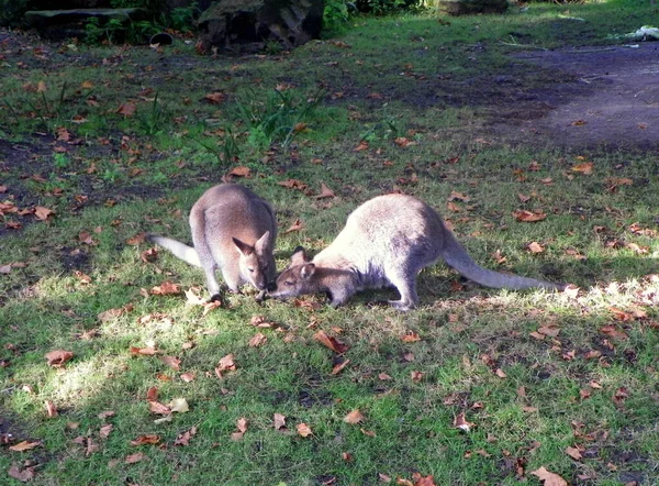 Hollanda, Amsterdam, Plantage Kerklaan 38-40, Artis Kraliyet Hayvanat Bahçesi (Natura Artis Magistra), kanguru ailesi
