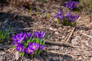 Baharın başlarında pembe Crocus Bahçesi