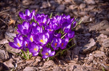 Baharın başlarında pembe Crocus Bahçesi