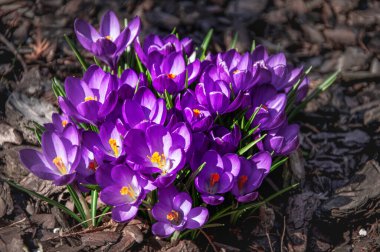 Baharın başlarında pembe Crocus Bahçesi