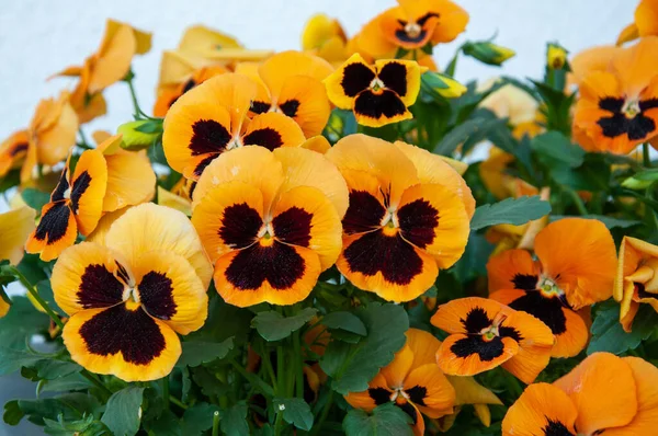 Orange Pansies Full Bloom Growing Container — Stock Photo, Image