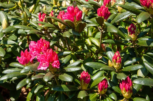 Rododendros Rosados Flor Temprana — Foto de Stock